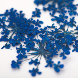 MOLLY LAC kwiaty suszone do zdobień - niebieskie