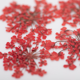MOLLY LAC kwiaty suszone do zdobień - czerwone