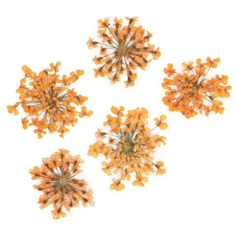 MOLLY LAC kwiaty suszone do zdobień - pomarańczowe