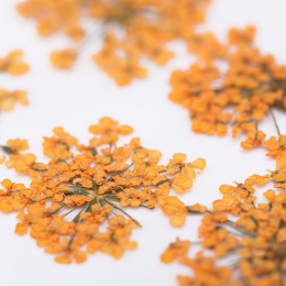 MOLLY LAC kwiaty suszone do zdobień - pomarańczowe