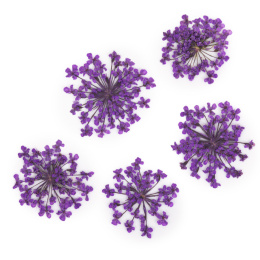 MOLLY LAC kwiaty suszone do zdobień - fioletowe