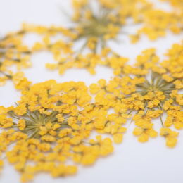 MOLLY LAC kwiaty suszone do zdobień - żółte