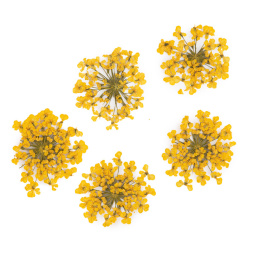 MOLLY LAC kwiaty suszone do zdobień - żółte